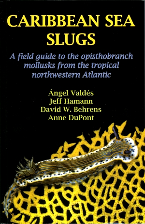Caribbean Sea Slugs